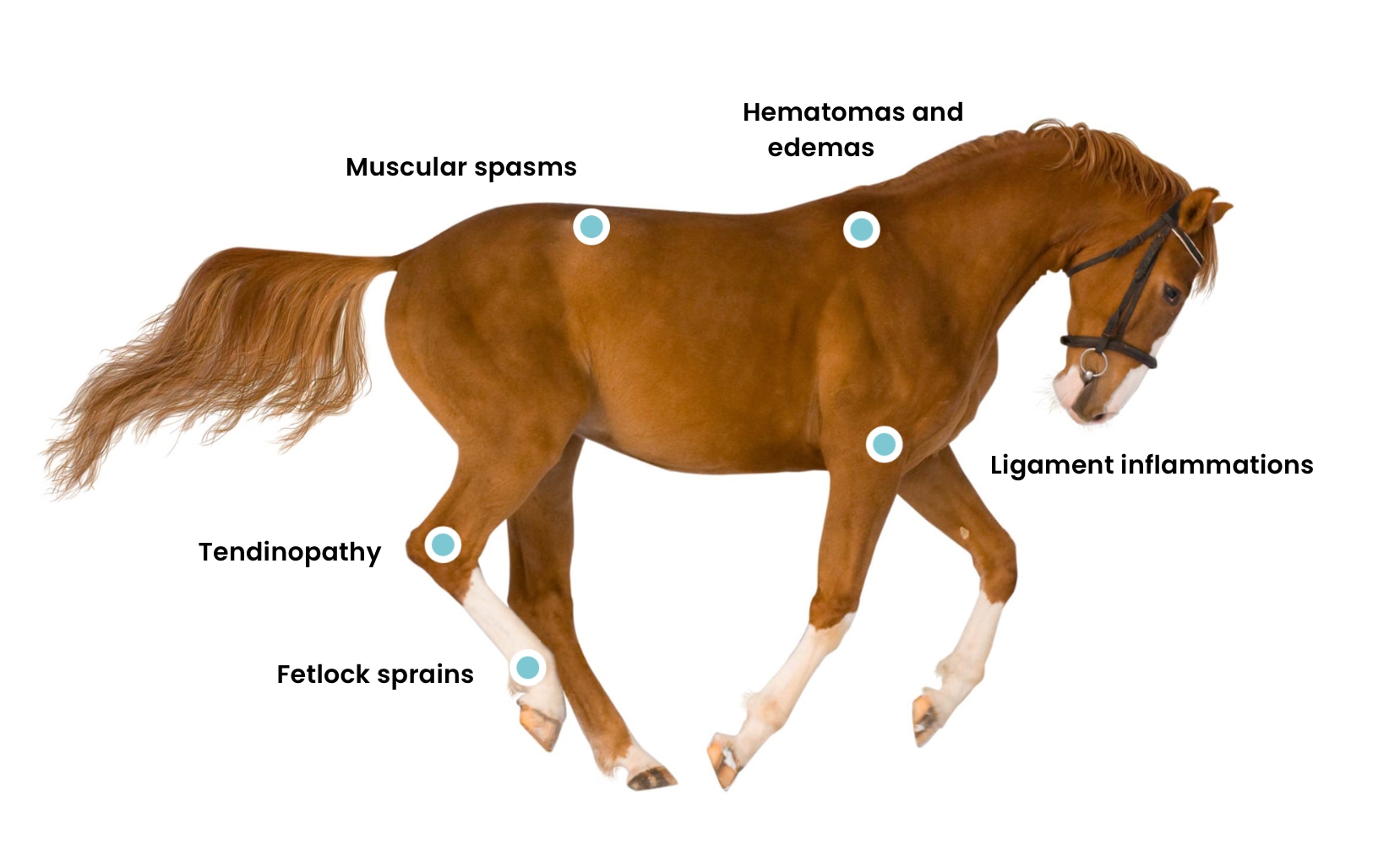 Equine_Pathologies_Mobile